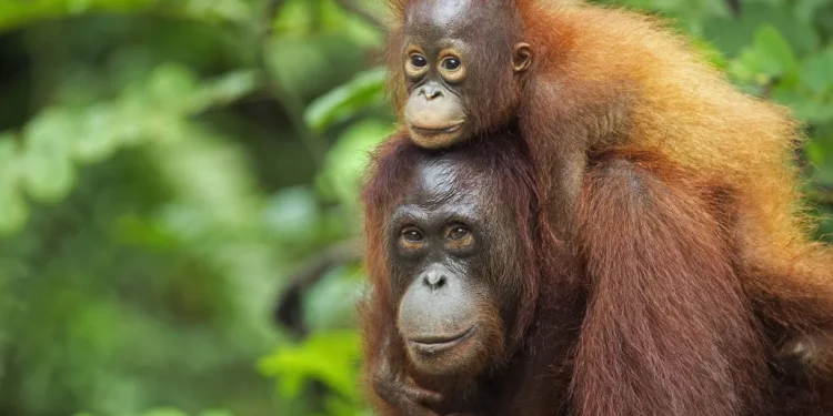 Malásia: Plano de “diplomacia do orangotango” é considerado “obsceno”