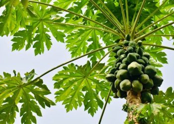 Espírito Santo: Estado é o maior produtor e exportador de mamão do Brasil