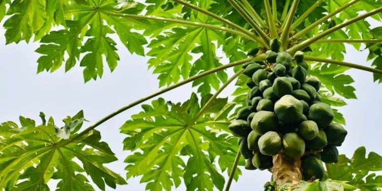 Espírito Santo: Estado é o maior produtor e exportador de mamão do Brasil