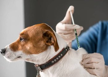 Anchieta: Prefeitura inicia campanha de microshipagem de cães