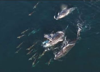 Turismo: Migração cria turismo ecológico de observação de baleias no Rio e Niterói