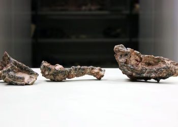 Arqueologia: Fósseis de antigo réptil parecido com crocodilo encontrados no Brasil