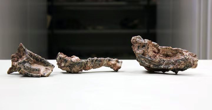 Arqueologia: Fósseis de antigo réptil parecido com crocodilo encontrados no Brasil