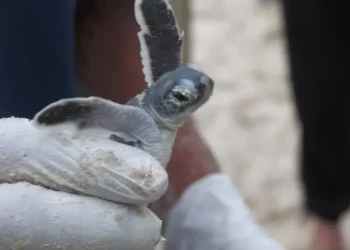 Malásia: Mudanças climáticas ameaçam conservação de tartarugas marinhas