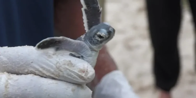 Malásia: Mudanças climáticas ameaçam conservação de tartarugas marinhas