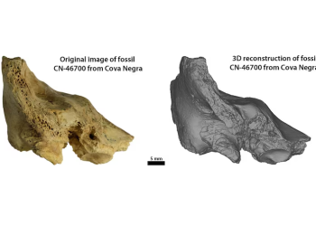 Arqueologia: Fóssil de criança com síndrome de Down sugere compaixão neandertal