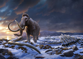Pesquisa: Estudo do genoma levanta mistério sobre o que condenou os mamutes da Terra