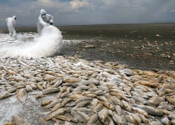 México: Morte em massa de peixes é atribuída à grave seca