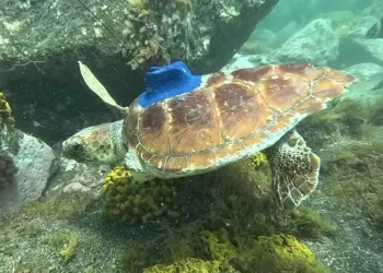 Dia Mundial do Oceano: Tartarugas amputadas são lançadas ao mar com GPS