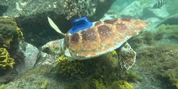 Dia Mundial do Oceano: Tartarugas amputadas são lançadas ao mar com GPS