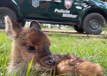 Guarapari: Filhote de veado-catingueiro é recolhido pela Polícia Ambiental