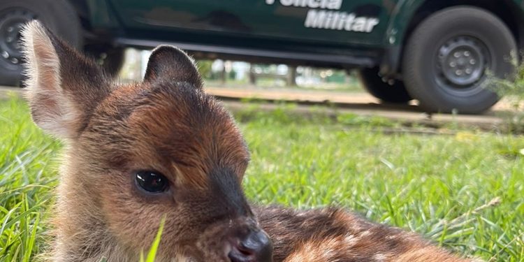 Guarapari: Filhote de veado-catingueiro é recolhido pela Polícia Ambiental