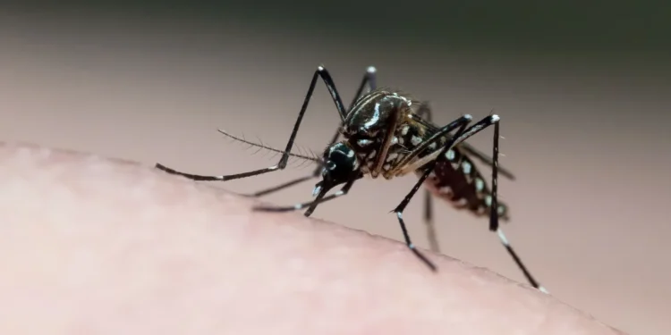 Epidemia: Estado de São Paulo registra mais de mil mortes por dengue