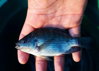 Espírito Santo: Comunidade de pescadores de Aracruz recebe unidade experimental de aquaponia