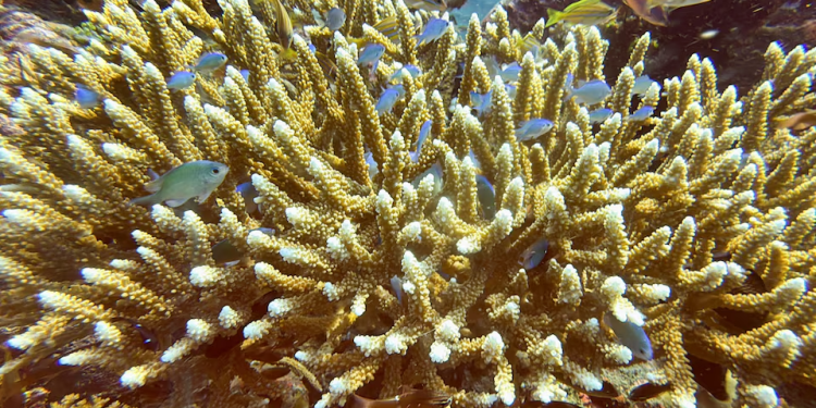 Bali: Branqueamento de corais devasta recifes com aumento da temperatura do mar
