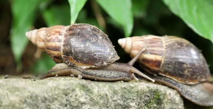 Rio de Janeiro: Fiocruz alerta para morte por meningite transmitida por caramujo