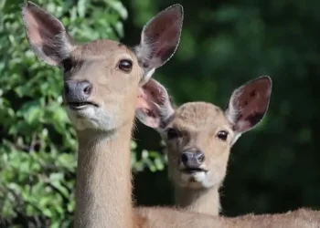 Coreia do Sul: Invasão de cervos assola ilha remota