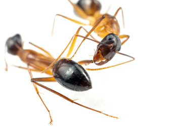 Natureza: Formigas realizam amputações de membros em companheiros feridos para salvar as vidas deles