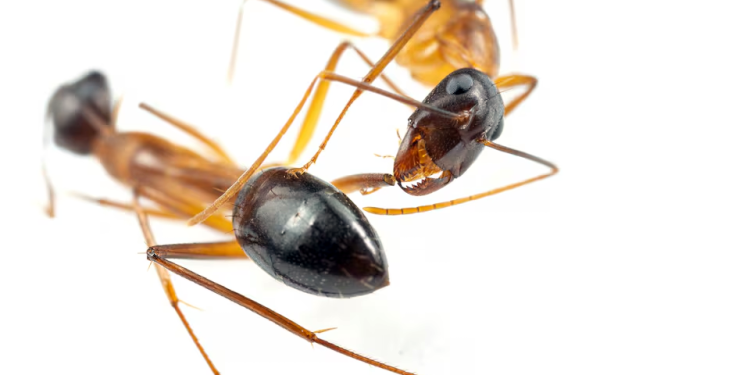 Natureza: Formigas realizam amputações de membros em companheiros feridos para salvar as vidas deles
