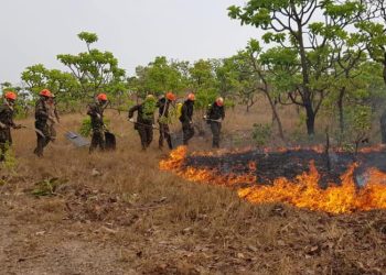 Meio Ambiente: Estudo aponta que incêndios podem ter degradado 9% da vegetação no Brasil