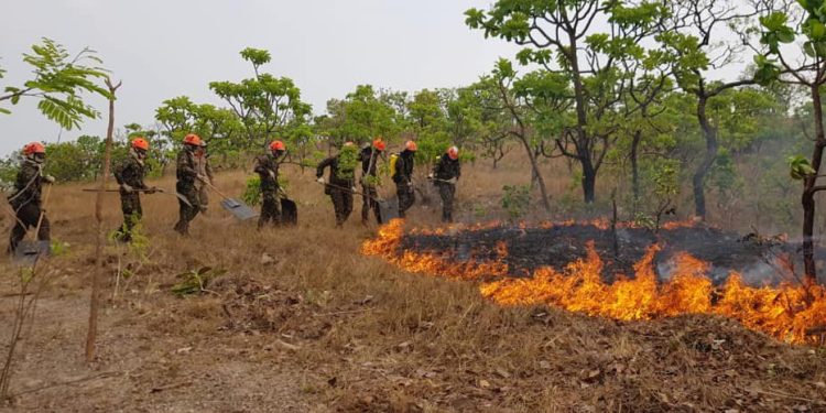 Meio Ambiente: Estudo aponta que incêndios podem ter degradado 9% da vegetação no Brasil