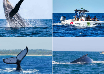 Turismo: Começou a temporada brasileira de observação de baleias