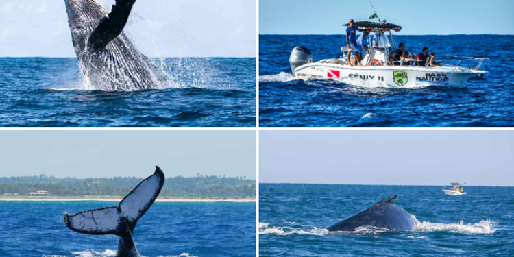 Turismo: Começou a temporada brasileira de observação de baleias