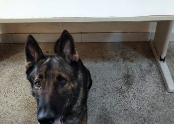 Guarapari: PM apreende drogas com o apoio do cão Mike