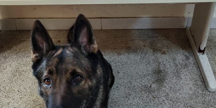 Guarapari: PM apreende drogas com o apoio do cão Mike