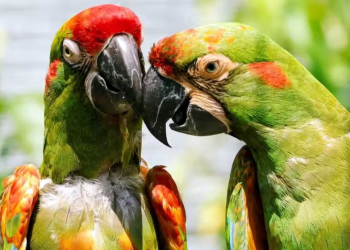Reino Unido: Três Zoos unem papagaios raros para tentar salvar a espécie