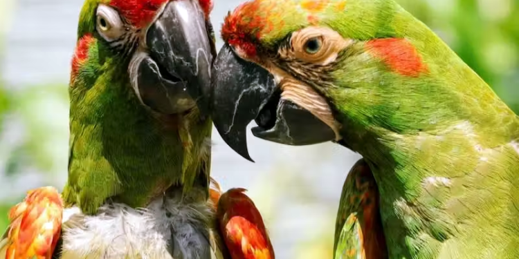 Reino Unido: Três Zoos unem papagaios raros para tentar salvar a espécie