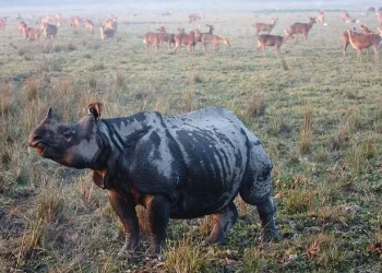 Índia: Inundações causam a morte de centenas de animais em parque nacional