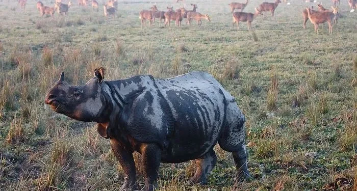 Índia: Inundações causam a morte de centenas de animais em parque nacional