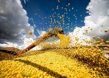 Agro: Brasil é o maior produtor de soja do mundo, mas ainda importa o grão