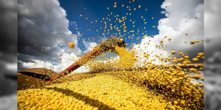 Agro: Brasil é o maior produtor de soja do mundo, mas ainda importa o grão