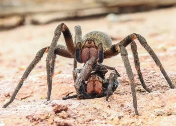 Brasil: País tem três das aranhas mais perigosas do mundo