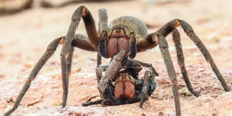 Brasil: País tem três das aranhas mais perigosas do mundo