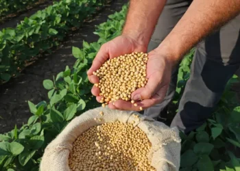 Agro: Brasil deve produzir 299,27 milhões de toneladas de grãos na safra 2023/2024