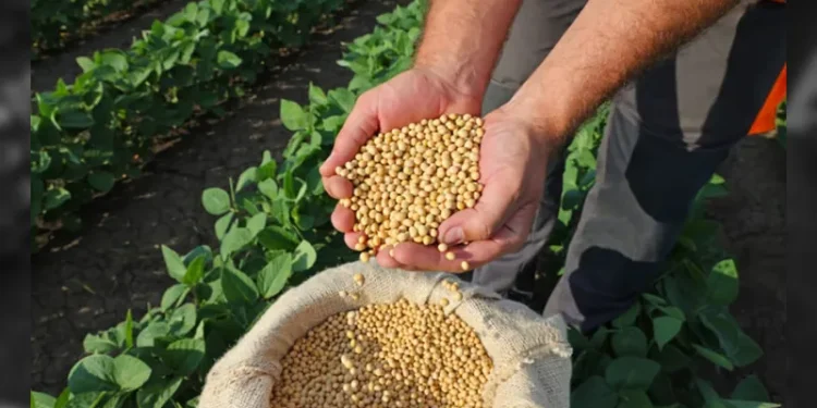 Agro: Brasil deve produzir 299,27 milhões de toneladas de grãos na safra 2023/2024