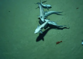 Ciência: Cientistas descobrem “oxigênio negro” sendo produzido no fundo do oceano
