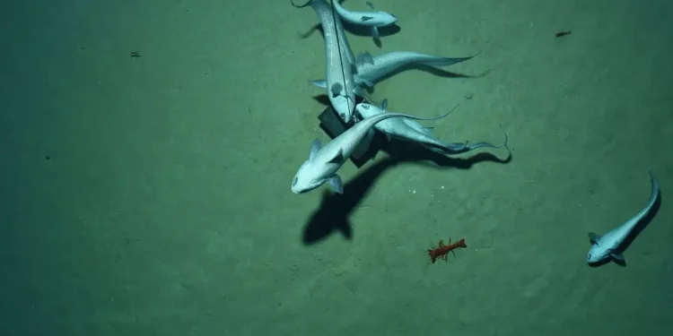 Ciência: Cientistas descobrem “oxigênio negro” sendo produzido no fundo do oceano