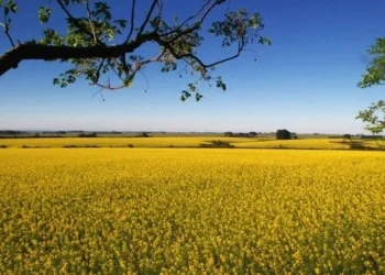 Clima: Agronegócio brasileiro terá mais impactos com La Niña