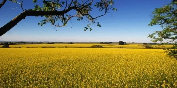 Clima: Agronegócio brasileiro terá mais impactos com La Niña