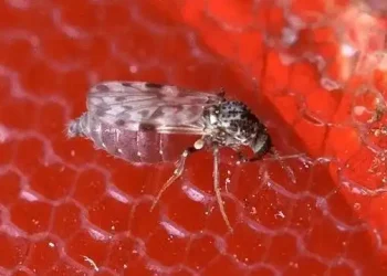 Saúde: Brasil é primeiro país do mundo a registrar morte por oropouche