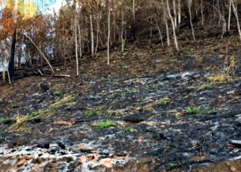 Caparaó: Dois homens são presos por suspeita de incêndio criminoso