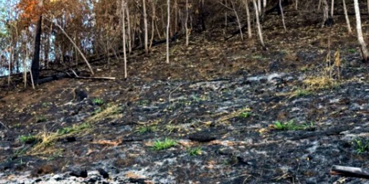 Caparaó: Dois homens são presos por suspeita de incêndio criminoso
