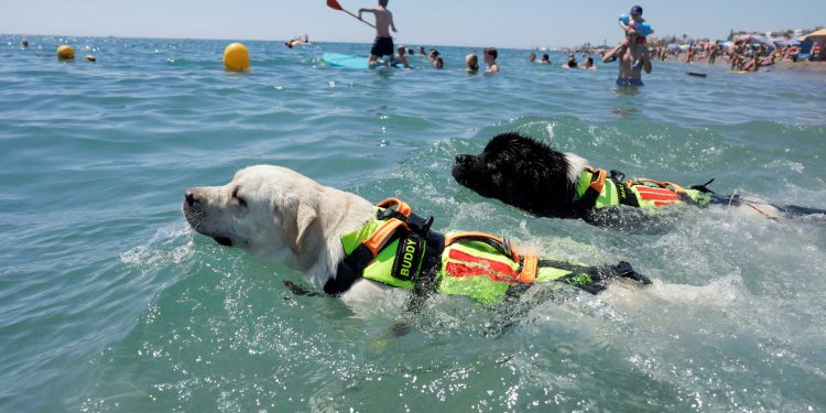 Espanha: Cães treinados ajudam a salvar vidas em praia no Mediterrâneo