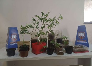 Guarapari: PM encontra pés de maconha durante ocorrência de incêndio