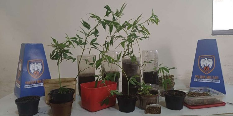 Guarapari: PM encontra pés de maconha durante ocorrência de incêndio