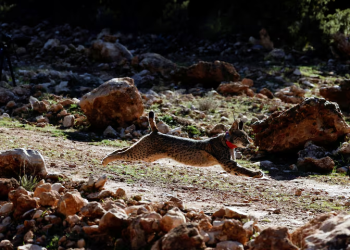 Meio Ambiente: Espécie de lince europeu se recupera da beira da extinção